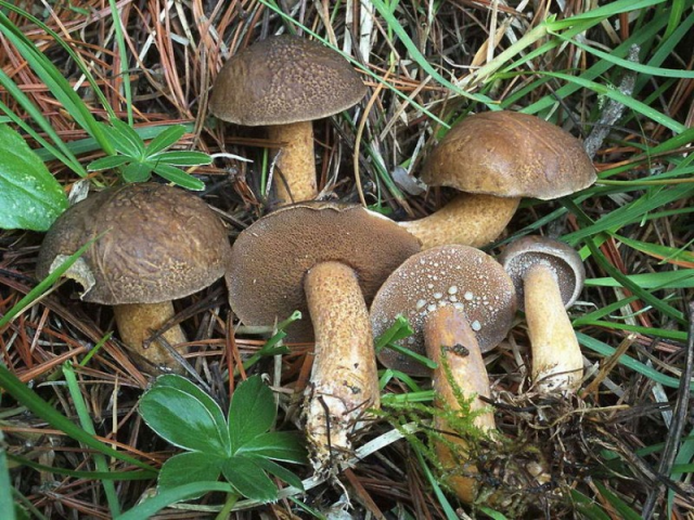 Мицелий Масленка кедрового (Suillus plorans)